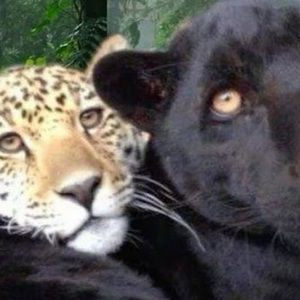 Meet your Posher, Savannah